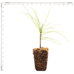 Wisteria - Amethyst Falls - 4" Potted Rocketliners®