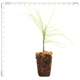 Wisteria - Amethyst Falls - 4" Potted Rocketliners®