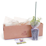 Bloomin' Easy® - Lonicera Thunderbolt® - 4" Potted Rocketliners®