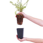 Bloomin' Easy® - Lonicera Thunderbolt® - 4" Potted Rocketliners®
