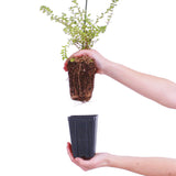Bloomin' Easy® - Lonicera Thunderbolt® - 4" Potted Rocketliners®