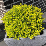 Bloomin' Easy® - Lonicera Thunderbolt® - 4" Potted Rocketliners®