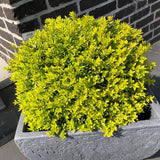 Bloomin' Easy® - Lonicera Thunderbolt® - 4" Potted Rocketliners®
