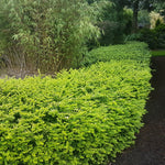 Bloomin' Easy® - Lonicera Thunderbolt® - 4" Potted Rocketliners®