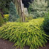 Bloomin' Easy® - Lonicera Thunderbolt® - 4" Potted Rocketliners®