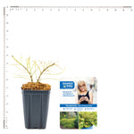Bloomin' Easy® - Lonicera Thunderbolt® - 4" Potted Rocketliners®