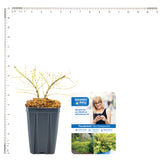 Bloomin' Easy® - Lonicera Thunderbolt® - 4" Potted Rocketliners®