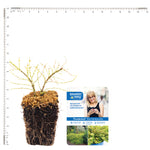 Bloomin' Easy® - Lonicera Thunderbolt® - 4" Potted Rocketliners®