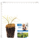 Bloomin' Easy® - Lonicera Thunderbolt® - 4" Potted Rocketliners®