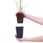Salix - Hakuro Nishiki - 4" Potted Rocketliners®
