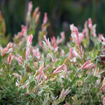 Salix - Hakuro Nishiki - 4" Potted Rocketliners®