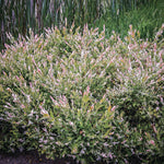 Salix - Hakuro Nishiki - 4" Potted Rocketliners®