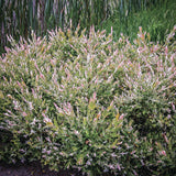 Salix - Hakuro Nishiki - 4" Potted Rocketliners®