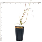 Salix - Hakuro Nishiki - 4" Potted Rocketliners®
