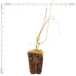 Salix - Hakuro Nishiki - 4" Potted Rocketliners®
