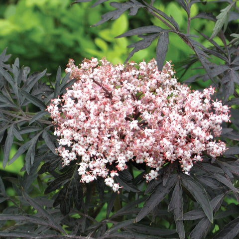 Sambucus - Laced Up® - Proven Winners® - 4" Potted Rocketliners®