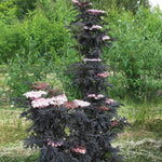 Sambucus - Laced Up® - Proven Winners® - 4" Potted Rocketliners®