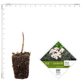 Sambucus - Laced Up® - Proven Winners® - 4" Potted Rocketliners®