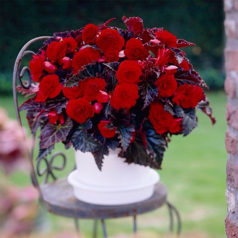 Begonia - Switzerland