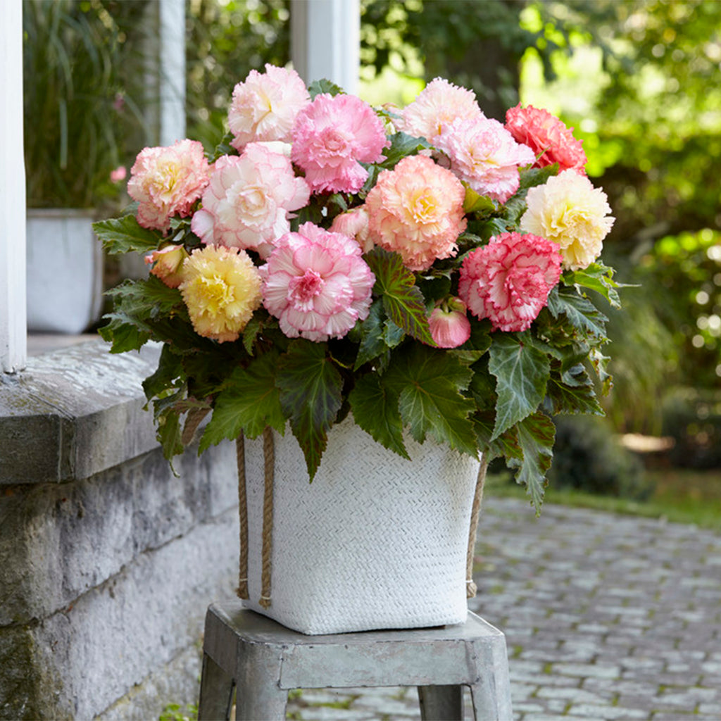 begonia mixed pot Begonia - Double Pastel Mix