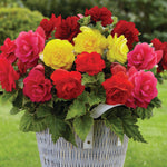 Begonia - Non-Stop Mix
