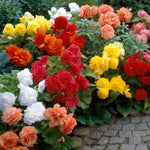 Begonia - Non-Stop Mix