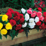 Begonia - Non-Stop Mix