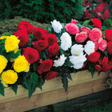 Begonia - Non-Stop Mix