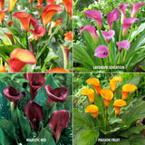 Calla Lily - Collection - 4 Varieties