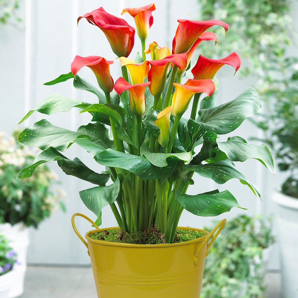 calla lily potted plant for sale Calla Lily - Captain Fuego - Patio Kit