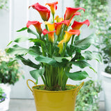 ftd calla lily planter Calla Lily - Captain Fuego - Patio Kit