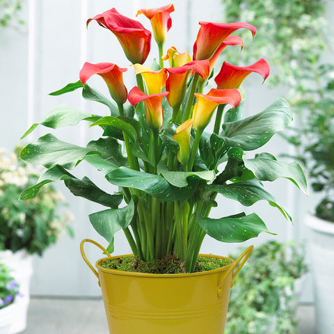 Calla Lily - Captain Fuego - Patio Kit - with Yellow Metal Planter and Growers Pot