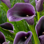Calla Lily - Akela