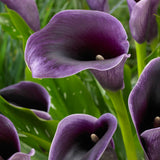 Calla Lily - Akela