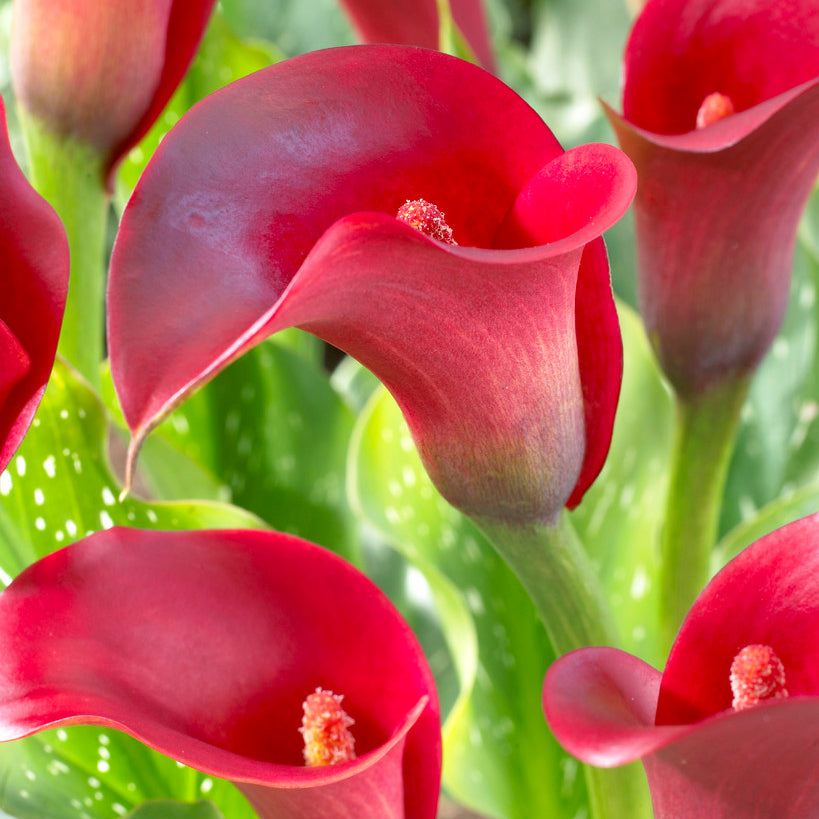 lily plants asiatic lily do calla lilies spread Calla Lily