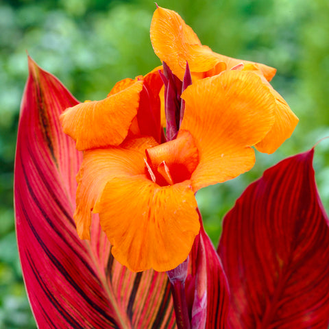 Canna - Phaison