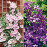 Clematis - Collection - 2 Varieties