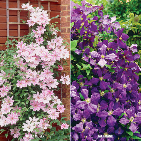 Clematis - Collection - 2 Varieties