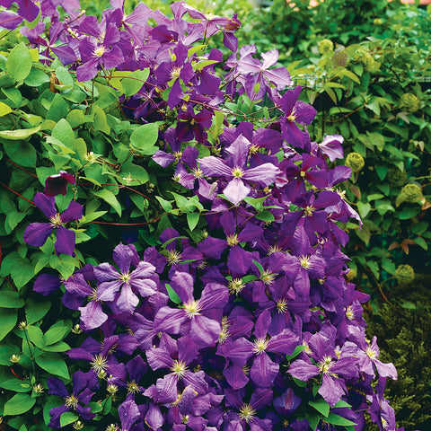Clematis - Jackmanii