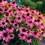 Echinacea - Purpurea (Coneflower) - Bumble Bee Pollinator