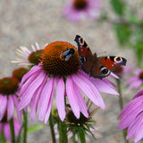 Echinacea - Purpurea (Coneflower) - Bumble Bee Pollinator