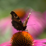 Echinacea - Purpurea (Coneflower) - Bumble Bee Pollinator