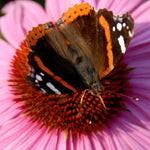 Echinacea - Purpurea (Coneflower) - Bumble Bee Pollinator