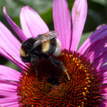 Echinacea - Purpurea (Coneflower) - Bumble Bee Pollinator