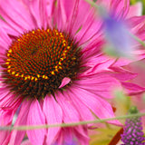 Echinacea - Purpurea (Coneflower) - Bumble Bee Pollinator