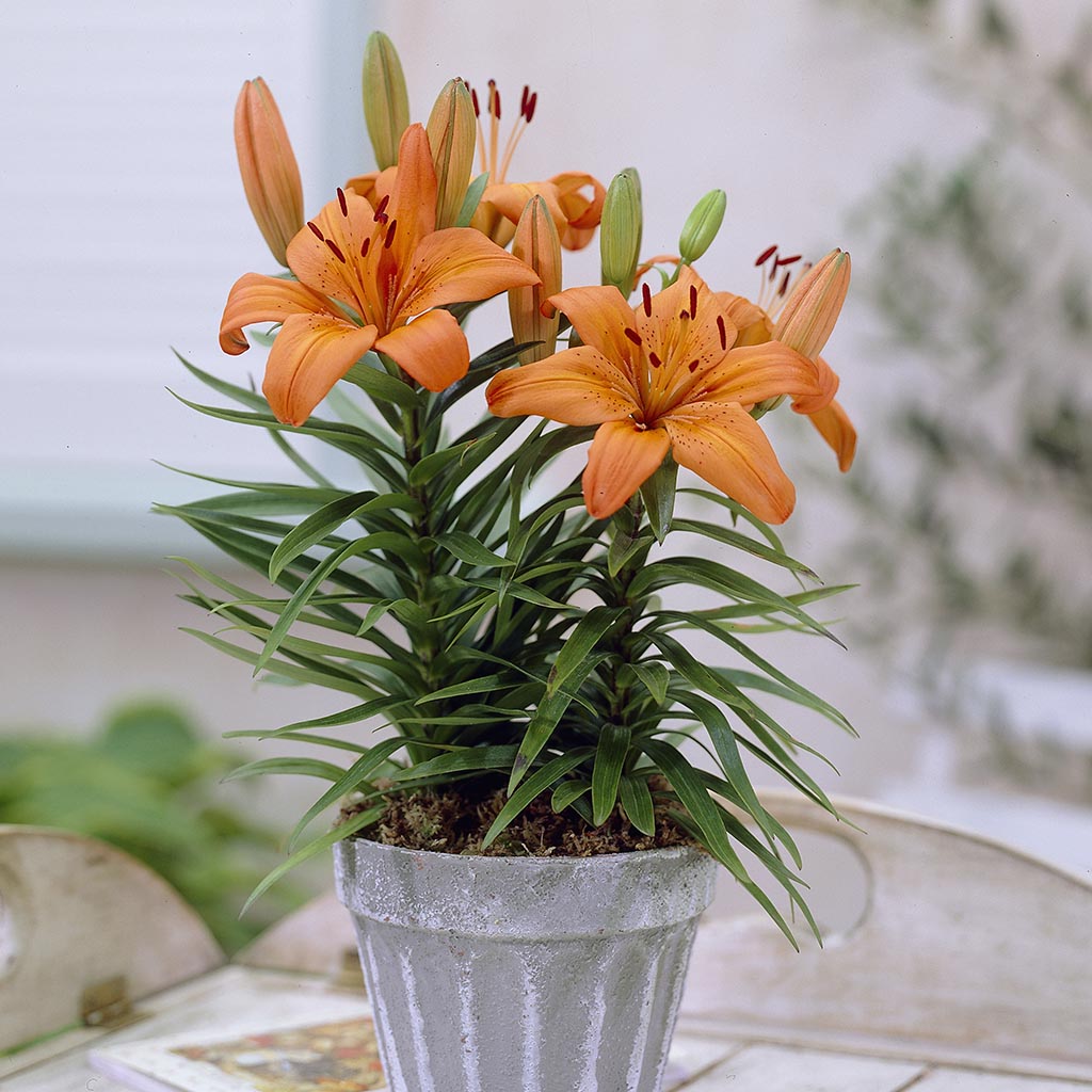 plant lily in pot Lily - Container Variety