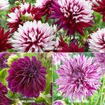 Dahlia - Collection - 3 Varieties