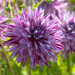 Dahlia - Blackberry Ripple