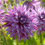 Dahlia - Blackberry Ripple