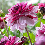 Dahlia - Crème de Cassis